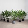 120/РН/ОК/534(з)(F) Шеффлера искусственная Компакта h120см d60см в кашпо, латекс