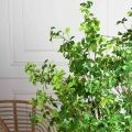 150/РН/ОК/534-1(з)(F) Шеффлера искусственная Компакта h150см d80см в кашпо, латекс