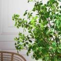 150/РН/ОК/534-1(з)(F) Шеффлера искусственная Компакта h150см d80см в кашпо, латекс