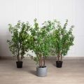 150/РН/ОК/534-1(з)(F) Шеффлера искусственная Компакта h150см d80см в кашпо, латекс