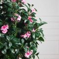 150/РН/64/46(з)(F) Дерево искусственное цветущее h150см d60см