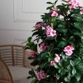 150/РН/64/46(з)(F) Дерево искусственное цветущее h150см d60см