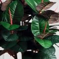 150/ШК/186(з)(F) Фикус Эластика Робуста искусственный h150см d80см,латекс