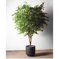 270/РН/34(з)(Пр)(F) Фикус искусственный h270см,d230см, латекс