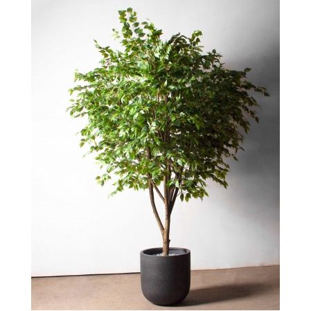 270/РН/34(з)(Пр)(F) Фикус искусственный h270см,d230см, латекс 270/РН/34(з)(Пр)(F) Фикус искусственный h270см,d230см, латекс