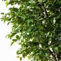 270/РН/34(з)(Пр)(F) Фикус искусственный h270см,d230см, латекс