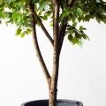 270/РН/34(з)(Пр)(F) Фикус искусственный h270см,d230см, латекс