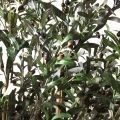 260/О/465(з)(Пр)(F) Оливковое дерево искусственное c плодами h260см