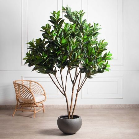 240/К/418(з)(Пр)(F) Фикус искусственный Эластика  h240см, латекс