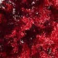 220/РН/536(з)(Пр)(F) Дерево  искусственное интерьерное  h220см, бордовое