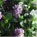 090/К/460/633(Пр)(F) Сирень искусственная куст (латекс) h90см, сиреневая