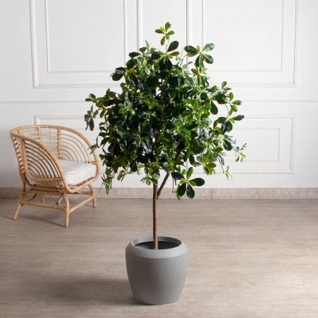 150/РН/84-2(з)(F) Шеффлера искусственная h150см