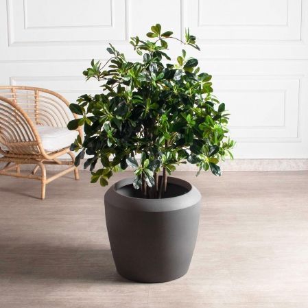 120/РН/84-2(з)(Пр)(F) Шеффлера искусственная h120см