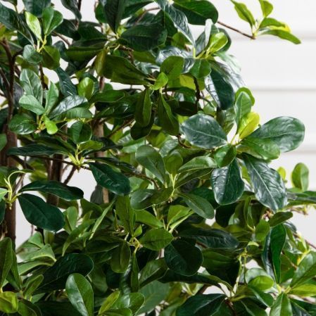 120/РН/84-2(з)(Пр)(F) Шеффлера искусственная h120см