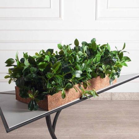 К494-5/2(з)(F) Композиция искусственная с шеффлерой в кокосовом боксе 81х32х10см