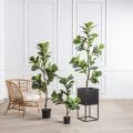 150/499(з) Фикус(F) Лирата искусственный h150см