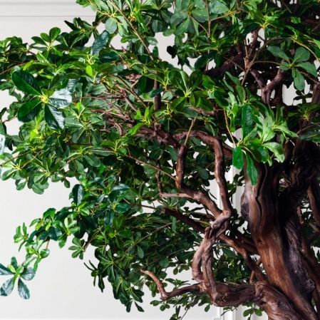 410Разб/РБР/ДА/АСС/84(з)(УУ)(F) Шеффлера искусственная разборная h410, латекс 410Разб/РБР/ДА/АСС/84(з)(УУ)(F) Шеффлера искусственная разборная h410, латекс