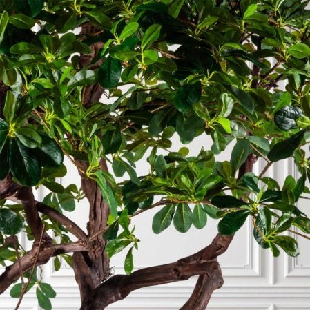 410Разб/РБР/ДА/АСС/84(з)(УУ)(F) Шеффлера искусственная разборная h410, латекс 410Разб/РБР/ДА/АСС/84(з)(УУ)(F) Шеффлера искусственная разборная h410, латекс