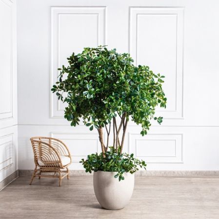 180/РН/84(з)(УУ)(Пр)(F) Шеффлера искусственная h180см,с подкустником