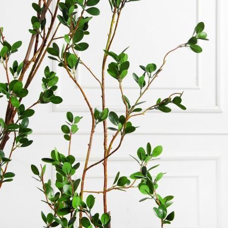 К555(Пр)(F) Композиция из молодых побегов пристенная на основании