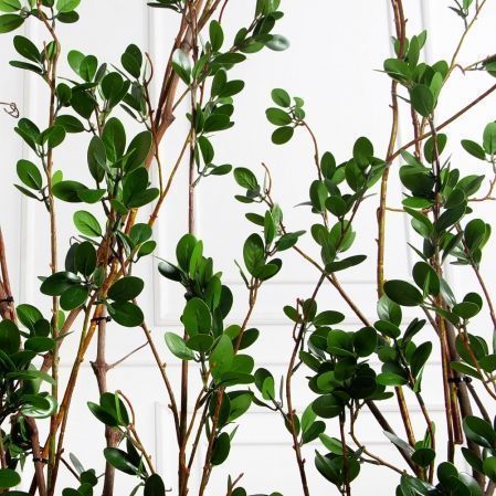 К555(Пр)(F) Композиция из молодых побегов пристенная на основании