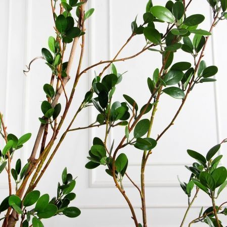 К555(Пр)(F) Композиция из молодых побегов пристенная на основании