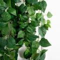 Л178(Пр)(F) Лиана искусственная со сциндапсусом L100см Л178(Пр)(F) Лиана искусственная со сциндапсусом L100см