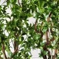 300/ВИТ/АСС/526(з)(F) Бересклет искусственный h300 д150см 300/ВИТ/АСС/526(з)(F) Бересклет искусственный h300 д150см