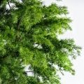 310/РН/310(з)(Пр)(F) Лиственница искусственная h310см, d180х110см 310/РН/310(з)(Пр)(F) Лиственница искусственная h310см, d180х110см