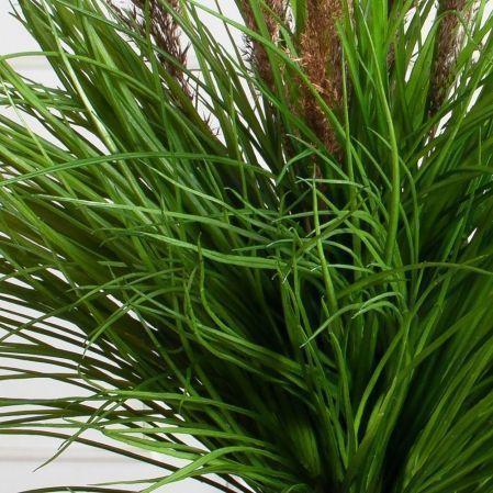 ЦС91-4(з)(Пр)(F) Трава Осока h50 д60см ЦС91-4(з)(Пр)(F) Трава Осока h50 д60см