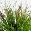 ЦС91-4(з)(Пр)(F) Трава Осока h50 д60см