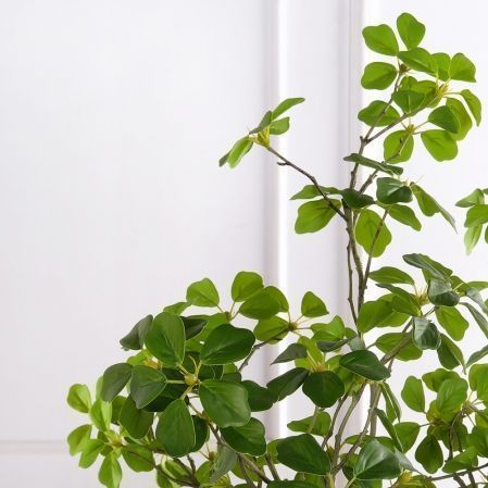 150/ВИТ/АСС/534(з)(F) Шеффлера искусственная Компакта h150см d60х60см, латекс 150/ВИТ/АСС/534(з)(F) Шеффлера искусственная Компакта h150см d60х60см, латекс