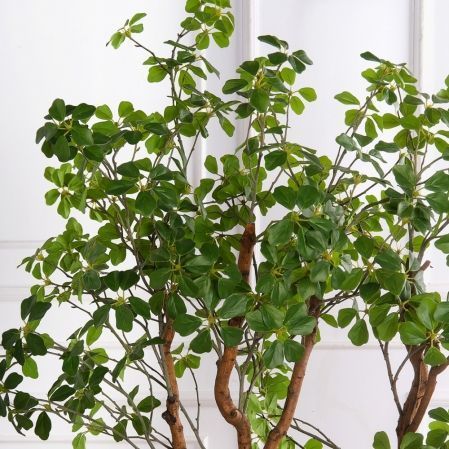 150/ВИТ/АСС/534(з)(F) Шеффлера искусственная Компакта h150см d60х60см, латекс 150/ВИТ/АСС/534(з)(F) Шеффлера искусственная Компакта h150см d60х60см, латекс