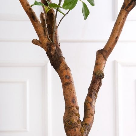 150/ВИТ/АСС/534(з)(F) Шеффлера искусственная Компакта h150см d60х60см, латекс 150/ВИТ/АСС/534(з)(F) Шеффлера искусственная Компакта h150см d60х60см, латекс