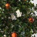 200/РН/84-5(з)(F) Дерево искусственное экзотическое  с апельсинами и цветами h200 d200см, латекс