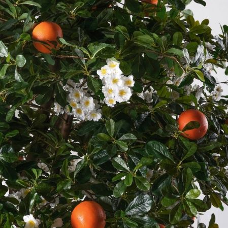 200/РН/84-5(з)(F) Дерево искусственное экзотическое  с апельсинами и цветами h200 d200см, латекс 200/РН/84-5(з)(F) Дерево искусственное экзотическое  с апельсинами и цветами h200 d200см, латекс