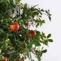200/РН/84-5(з)(F) Дерево искусственное экзотическое  с апельсинами и цветами h200 d200см, латекс