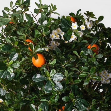 200/РН/84-5(з)(F) Дерево искусственное экзотическое  с апельсинами и цветами h200 d200см, латекс 200/РН/84-5(з)(F) Дерево искусственное экзотическое  с апельсинами и цветами h200 d200см, латекс