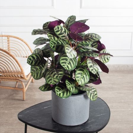 070/К/206(Пр)(F) Калатея искусственная h70см, зелено-фиолетовая