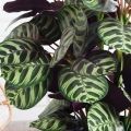 070/К/206(Пр)(F) Калатея искусственная h70см, зелено-фиолетовая