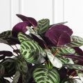 070/К/206(Пр)(F) Калатея искусственная h70см, зелено-фиолетовая