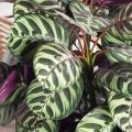 070/К/206(Пр)(F) Калатея искусственная h70см, зелено-фиолетовая