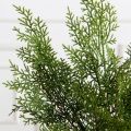 736А/9271-0036(Чп)(F) Ветки кипариса из 3штук h52см(32+20см)