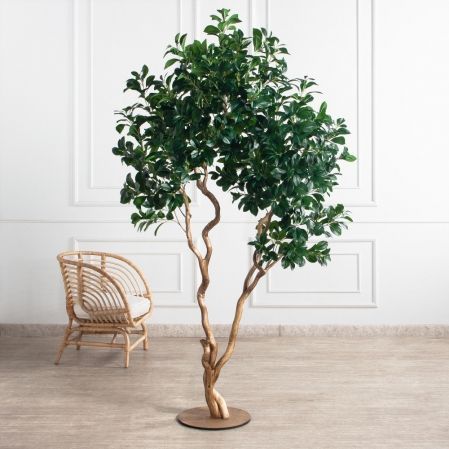 230/ВИТ/208(Пр)(F) Рускус искусственный h230см на основании, латекс 230/ВИТ/208(Пр)(F) Рускус искусственный h230см на основании, латекс