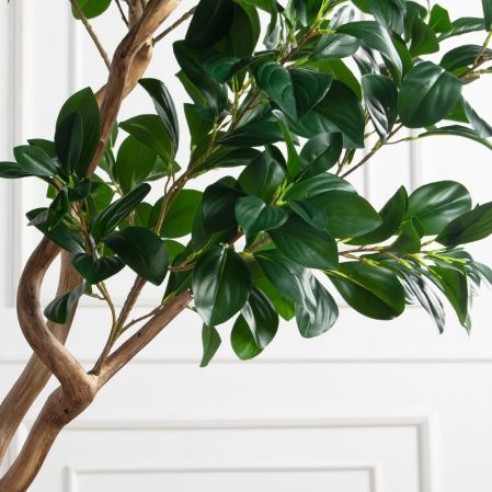 230/ВИТ/208(Пр)(F) Рускус искусственный h230см на основании, латекс 230/ВИТ/208(Пр)(F) Рускус искусственный h230см на основании, латекс