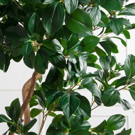 230/ВИТ/208(Пр)(F) Рускус искусственный h230см на основании, латекс 230/ВИТ/208(Пр)(F) Рускус искусственный h230см на основании, латекс