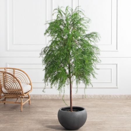 180/РН/648(Пр)(F) Криптомерия искусственная h180см