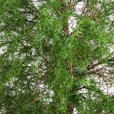 180/РН/648(Пр)(F) Криптомерия искусственная h180см 180/РН/648(Пр)(F) Криптомерия искусственная h180см