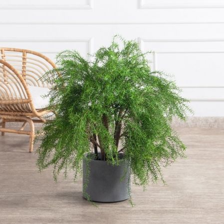 090/РН/648(Пр)(F) Криптомерия искусственная h90см