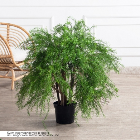 090/РН/648(Пр)(F) Криптомерия искусственная h90см